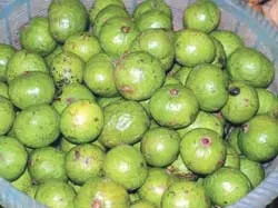 Vị sấu