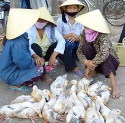 Do nhiễm dịch bệnh hay do… bị bỏ đói!?