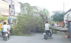 Cây ngả giữa trưa đứng gió
