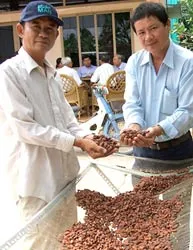“Nàng dâu ngoại” trên vương quốc dừa!