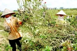 Nông dân thất vọng đốn hoa hồng như đốn củi vì hoa hồng toàn là gai (ảnh chụp tháng 10-2006) Nông dân thất vọng đốn hoa hồng như đốn củi vì hoa hồng toàn là gai (ảnh chụp tháng 10-2006)