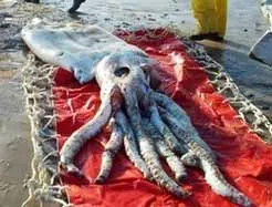 Mexico: Phát hiện nấm khổng lồ ảnh 2