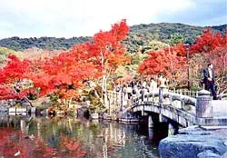 Đến Kyoto thưởng ngoạn mùa lá đỏ