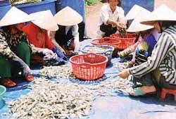 Tôm sú giảm 25.000-35.000 đồng/kg