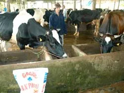 Sản xuất thức ăn hỗn hợp chất lượng cao