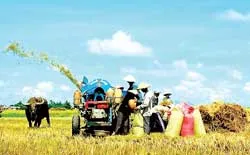 Giá tăng, nguồn cung giảm