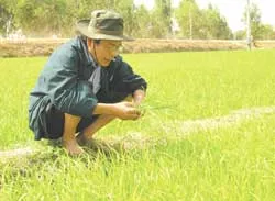 TS Đỗ Khắc Thịnh: 30 năm nâng niu cây lúa