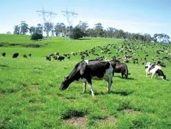New Zealand: Hình mẫu cắt trợ cấp nông nghiệp