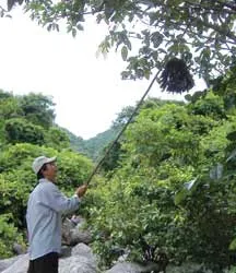 Lên núi gác cu ảnh 2 Lên núi gác cu ảnh 2