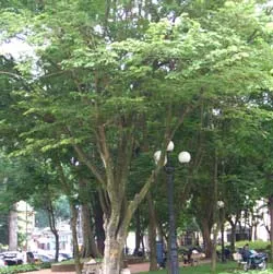 Cây gỗ sưa quý hiếm 100 tuổi tại gò Đống Đa đã bị “cho không”?