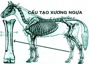 Xương ngựa tinh chế cao: Dinh dưỡng và an toàn vệ sinh thực phẩm