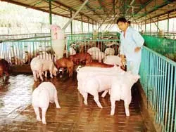 Tỷ phú nuôi heo ảnh 2 Tỷ phú nuôi heo ảnh 2