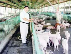 Tỷ phú nuôi heo