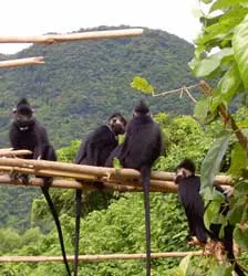 Quảng Bình: Thả voọc quý hiếm về rừng có gắn chíp điện tử