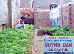 Chuyện mới... cây sưa