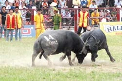 Mồng Chín tháng Tám thì về chọi trâu