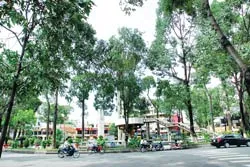 Thương lắm những hàng cây