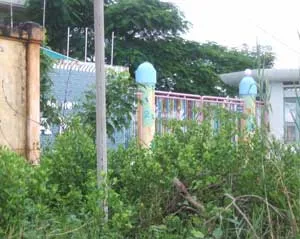 Bò đi dạo trong... thành phố! ảnh 2