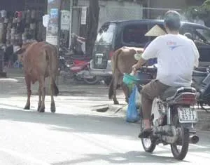 Bò đi dạo trong... thành phố!