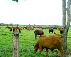 Nuôi thành công 2 giống bò thịt