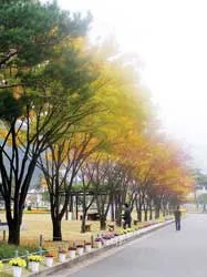 Bài 1: Lãng mạn mùa thu Hàn Quốc ảnh 2 Bài 1: Lãng mạn mùa thu Hàn Quốc ảnh 2