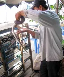 Tầm nã mãng xà mùa nước lũ ảnh 2 Tầm nã mãng xà mùa nước lũ ảnh 2