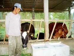 Đổi đời từ bò sữa