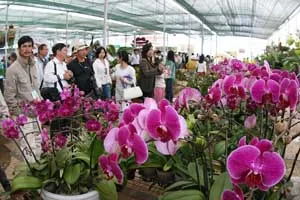 Đà Lạt: Khai mạc hội chợ triễn lãm hoa quốc tế ảnh 2 Đà Lạt: Khai mạc hội chợ triễn lãm hoa quốc tế ảnh 2
