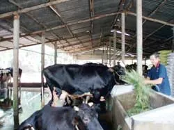 Xã Tân Thạnh Đông, Củ Chi: Ô nhiễm tăng theo giá sữa bò!
