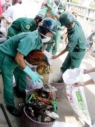 Phá đường dây buôn bán, giết mổ gia cầm