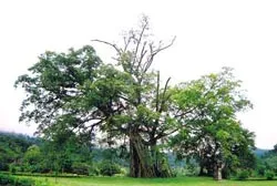 Cần có giải pháp để bảo tồn ảnh 2 Cần có giải pháp để bảo tồn ảnh 2