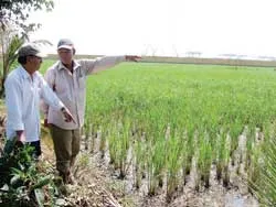 Hành trình 17 năm đòi lại ruộng của các lão nông