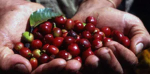 Bài 2: Cà phê vùng Sidamo - Lan tỏa đam mê