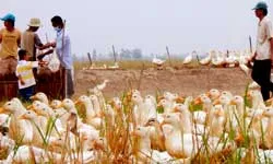 ĐBSCL: Tái phát cúm gia cầm ảnh 2 ĐBSCL: Tái phát cúm gia cầm ảnh 2