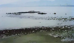 Nha Trang: Thủy triều xuống thấp chưa từng thấy