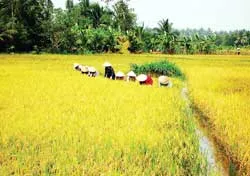 Thạnh Phú (Bến Tre) trúng mùa lúa chưa từng có