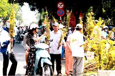 12 giờ ngày 06-02-2008 (30 tết) nhiều người dân TPHCM đi mua mai trên đường Lê Lai về chưng tết. Ảnh: Thái Bằng 12 giờ ngày 06-02-2008 (30 tết) nhiều người dân TPHCM đi mua mai trên đường Lê Lai về chưng tết. Ảnh: Thái Bằng