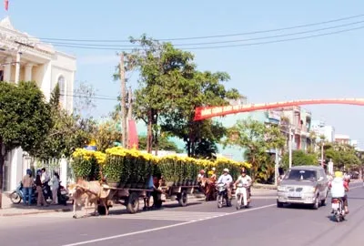 Xe bò chở hoa tại Kon Tum. Ảnh: Nam Viên Xe bò chở hoa tại Kon Tum. Ảnh: Nam Viên