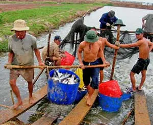 Cá tra bơi vào… nước lợ