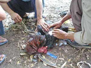 Đá gà xuyên biên giới