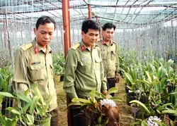 Hoa trên đá ảnh 2 Hoa trên đá ảnh 2