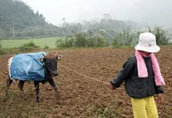 Trắng tay vì rét