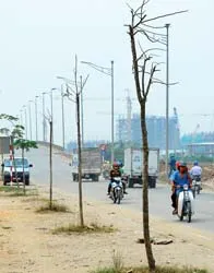 Bài 1: Cây xanh “đi tìm”… vỉa hè!
