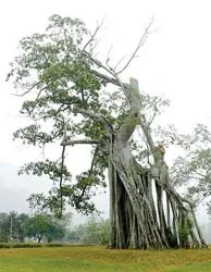 4 phương án phục hồi cây đa Tân Trào ảnh 2