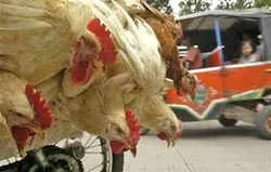 Indonesia: Cúm gia cầm gây thiệt hại 4,5 tỷ USD