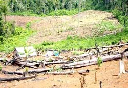Tiêu, cà phê cao giá: Tây Nguyên đối mặt với nguy cơ mất rừng