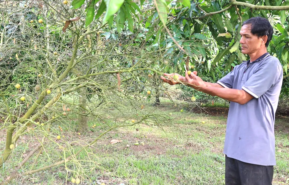 Nhiều diện tích nông nghiệp chết3200.png