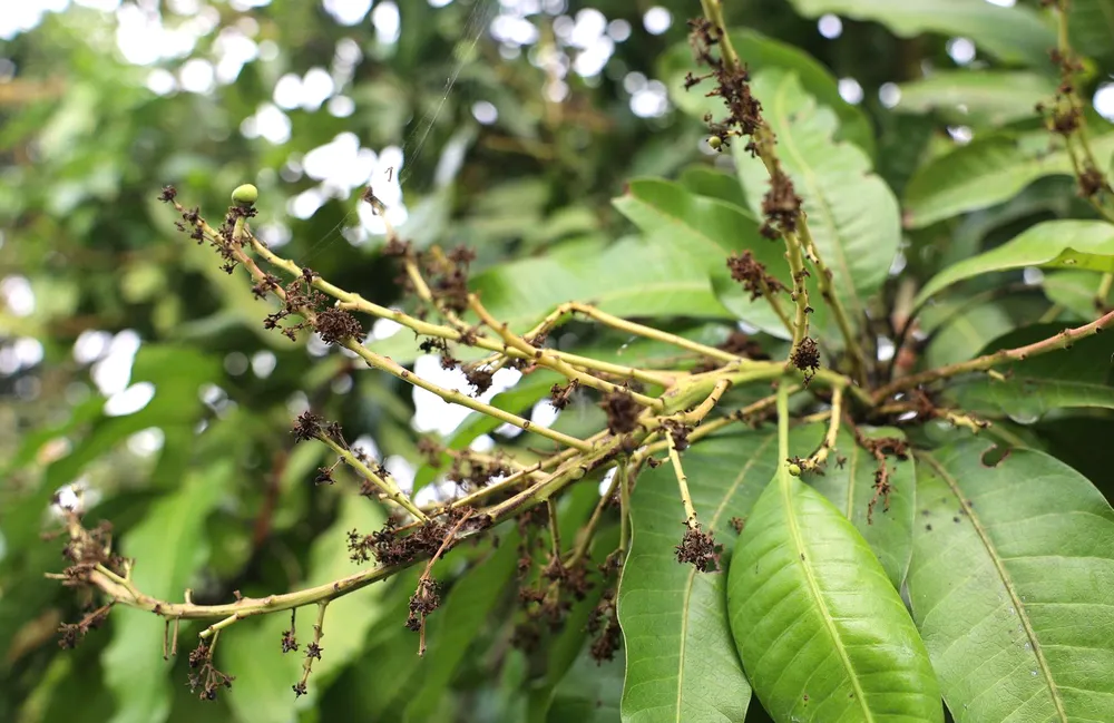 Nhiều diện tích nông nghiệp chết3835.png