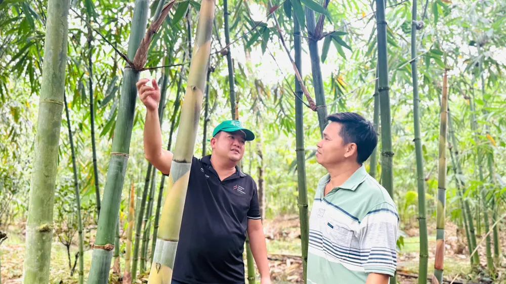 Dự án trồng và phát triển tre