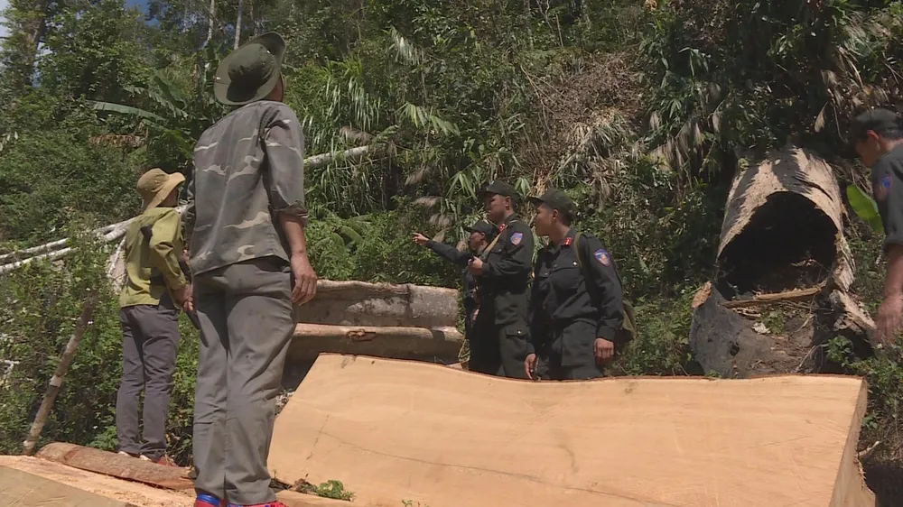 Phát hiện vụ khai thác trái phép gần 200m³ gỗ ảnh 3 Phát hiện vụ khai thác trái phép gần 200m³ gỗ ảnh 3